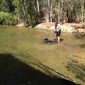 1:10 pm Oolloo Sandbar River Rays feeding presentation