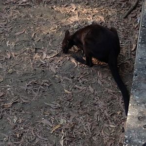 Black Wallaroo (Macropus bernardus)