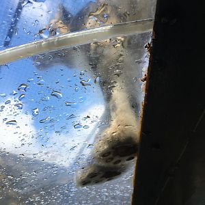 Walkthrough tunnel Snow leopard enclosure 010817