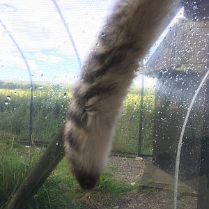 Walkthrough tunnel Snow leopard enclosure 010817