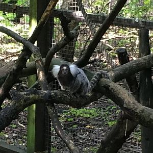 Common marmoset 010817