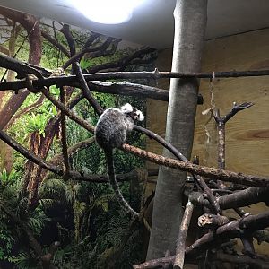 Common marmoset 010817