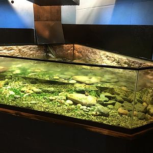 Anemone exhibit 010817