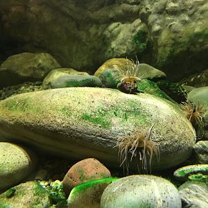 Snakelocks anemones 010817