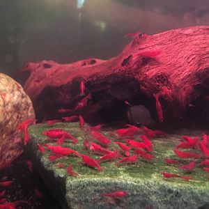 Cherry shrimps 010817