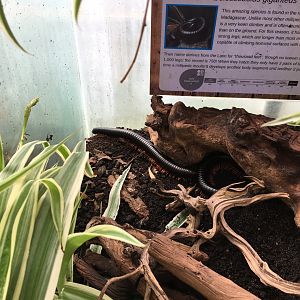 Giant millipede 010817