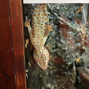 Tokay gecko 010817