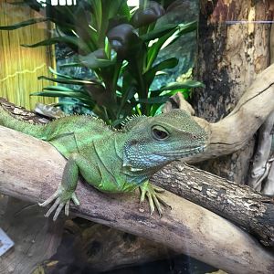 Asian water dragon 010817