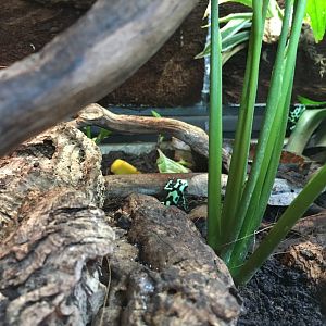 Green and black poison dart frogs 010817