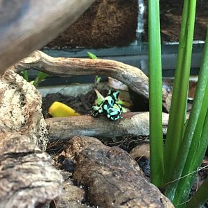 Green and black poison dart frog 010817