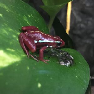 Phantasmal poison dart frog 010817