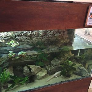 Axolotl exhibit 010817