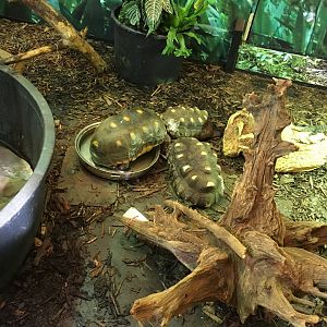 Red-footed tortoises 010817