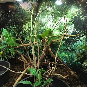 Panther chameleon 018017...