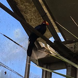 Violet turaco 010817