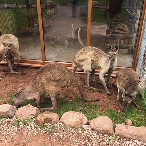 Western grey kangaroos 020817