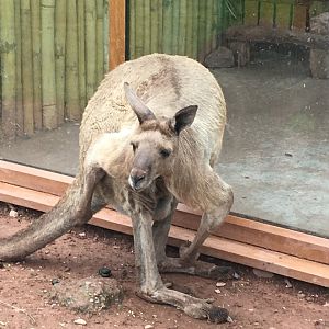 Western grey kangaroo 020817