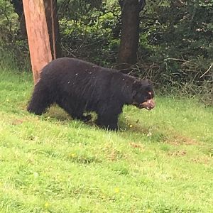 Spectacled bear 020817