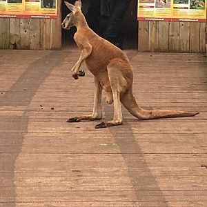 Red kangaroo 020817