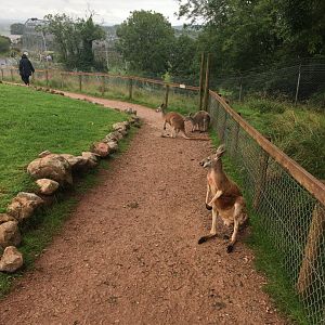 Red kangaroos 020817