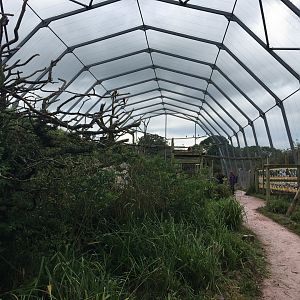 South American walkthrough aviary 020817