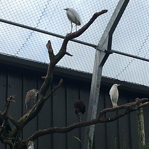 Inhabitants of the South American walkthrough aviary 020817