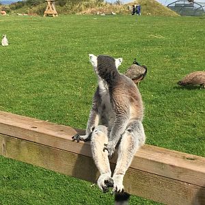 Ring-tailed lemur 020817