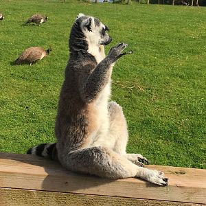 Ring-tailed lemur 020817