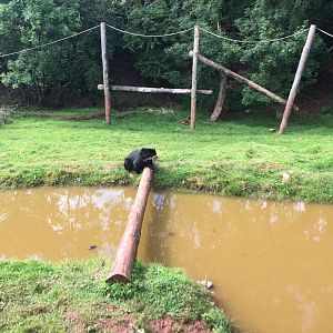 Spectacled bear 020817