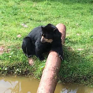 Spectacled bear 020817