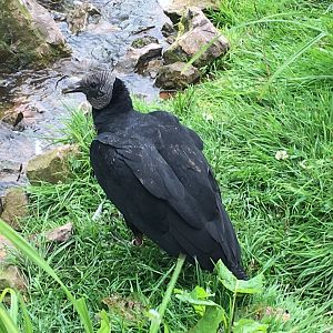 Black vulture in walkthrough vulture aviary 030817