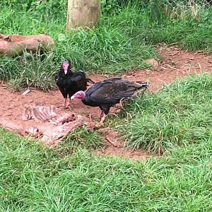 Turkey vultures in walkthrough vulture aviary 030817