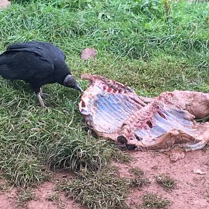 Black vulture 030817