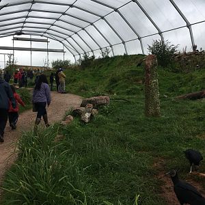 Walkthrough vulture aviary 030817
