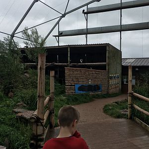 Walk through vulture aviary 030817