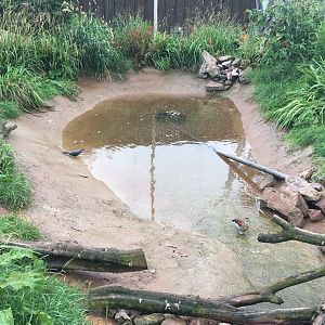 Inca tern and Ringed teal within walkthrough vulture aviary 030817