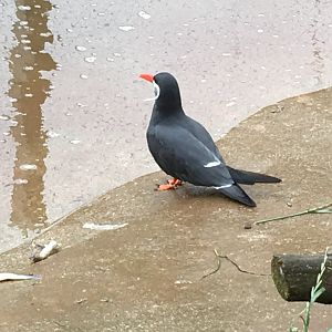 Inca tern 030817