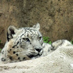 Snow Leoaprd Close Up