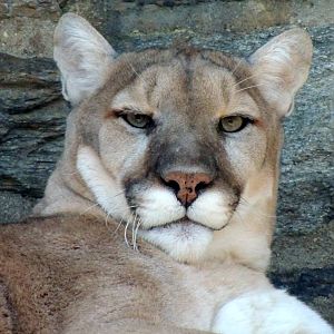 mountain lion face close up