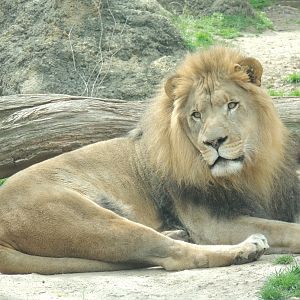 male lion relaxing