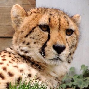 cheetah close up