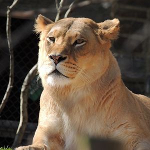 lioness close up