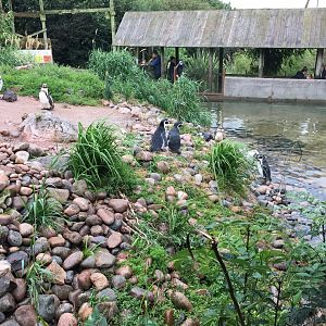 Humboldt penguins 030817