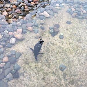 Humboldt penguin 030817