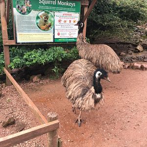 Emus appearing to read about one of their coinhabitants of the very large walkthrough! 030817