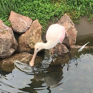 Roseate spoonbill in South American walkthrough aviary 030817
