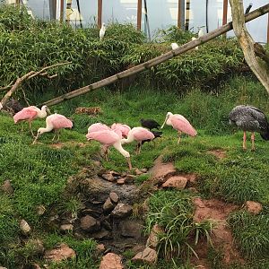 Inhabitants of the South American walkthrough aviary 030817