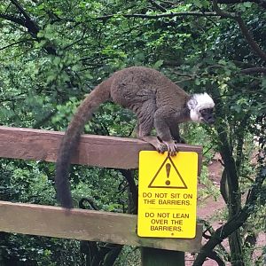 White-fronted lemur 030817
