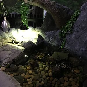 Red-eared slider exhibit 030817
