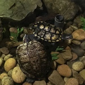 Red-eared sliders 030817